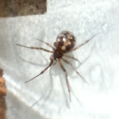 Steatoda triangulosa